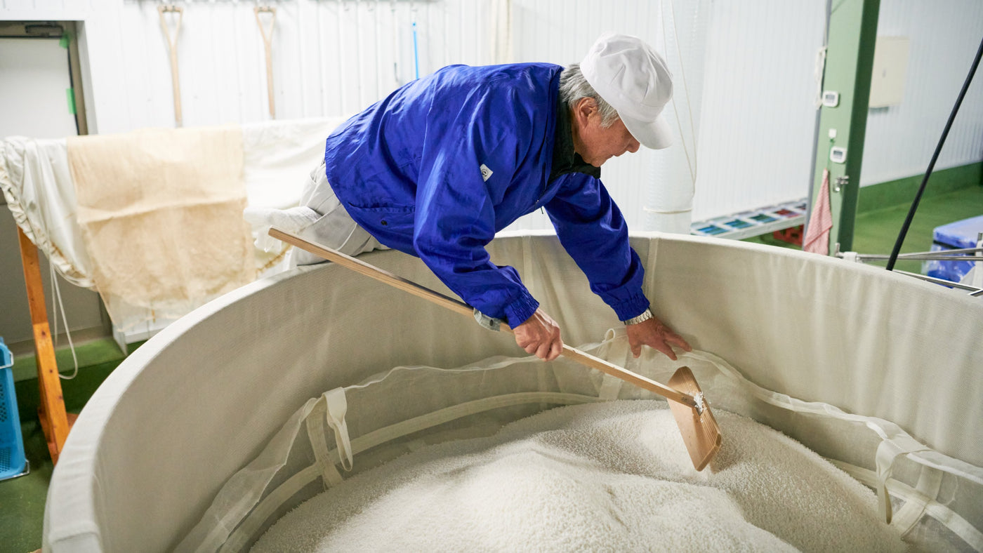 Sake brewer is handling sake rice for premium sake like Ginjo sake