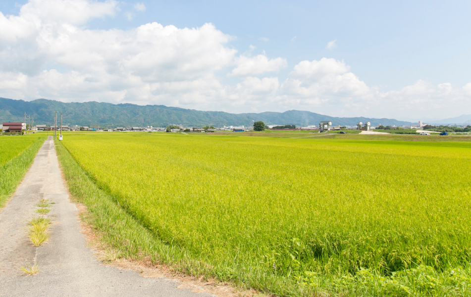 Rice fields at Hanzo sake in Mie