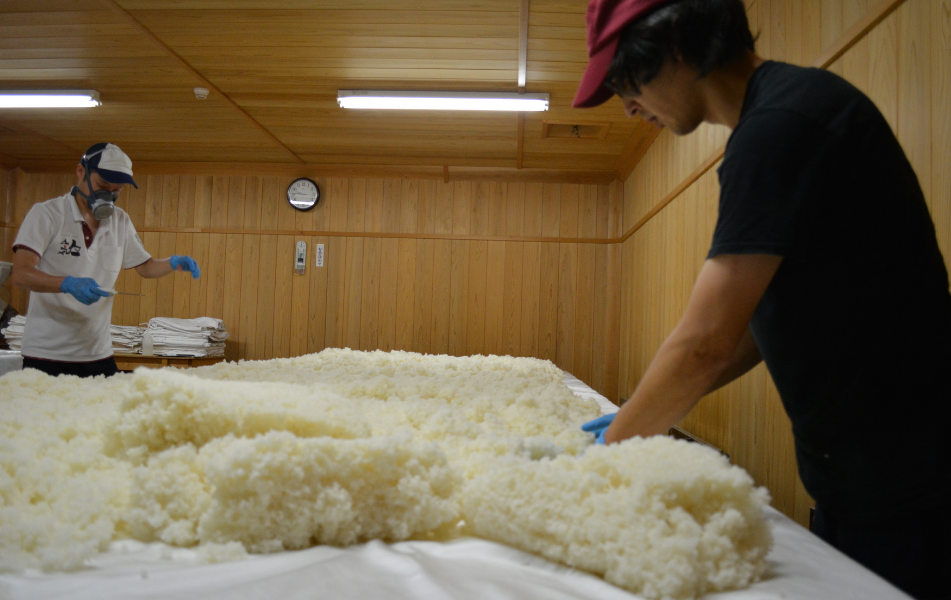 Spreading out rice for sake brewing