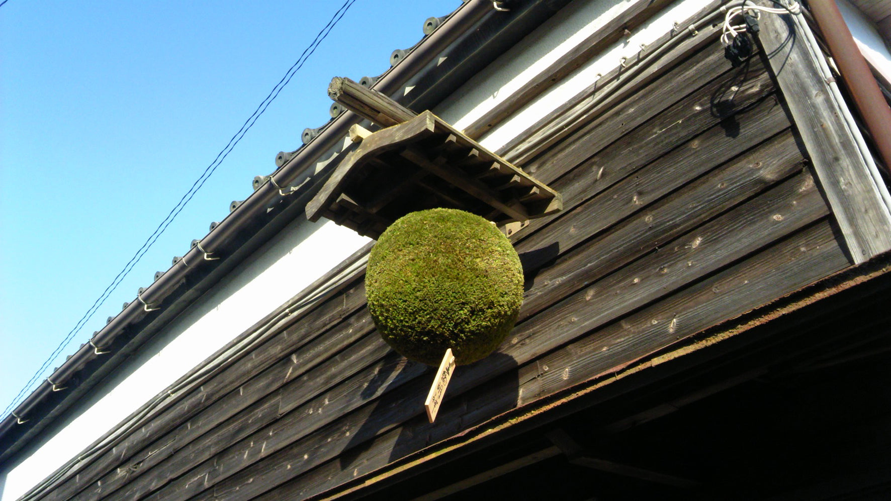 Shimizu Seizaburo Shoten sugidama