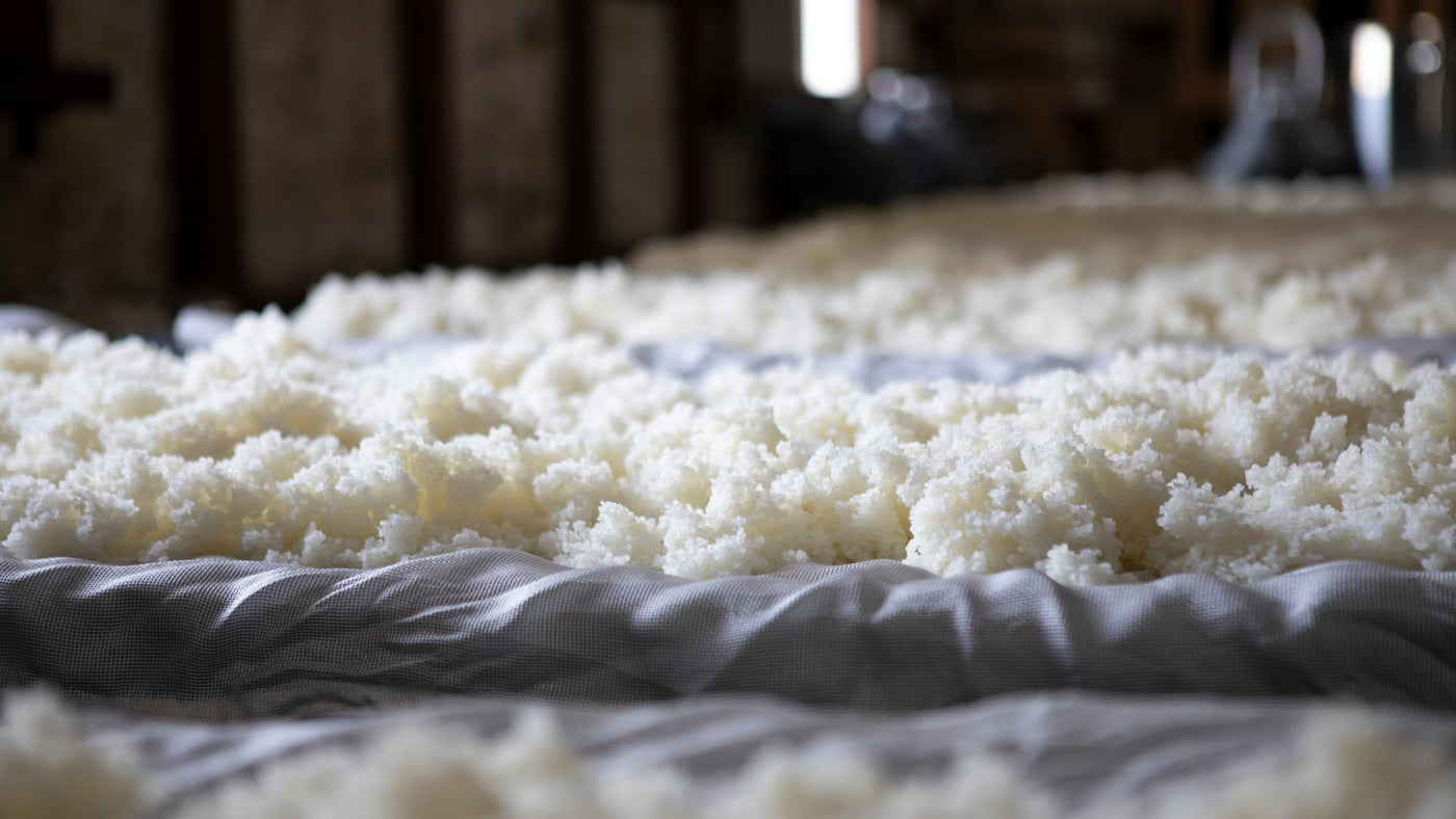 Spread out sake rice which is used for Junmai Sake