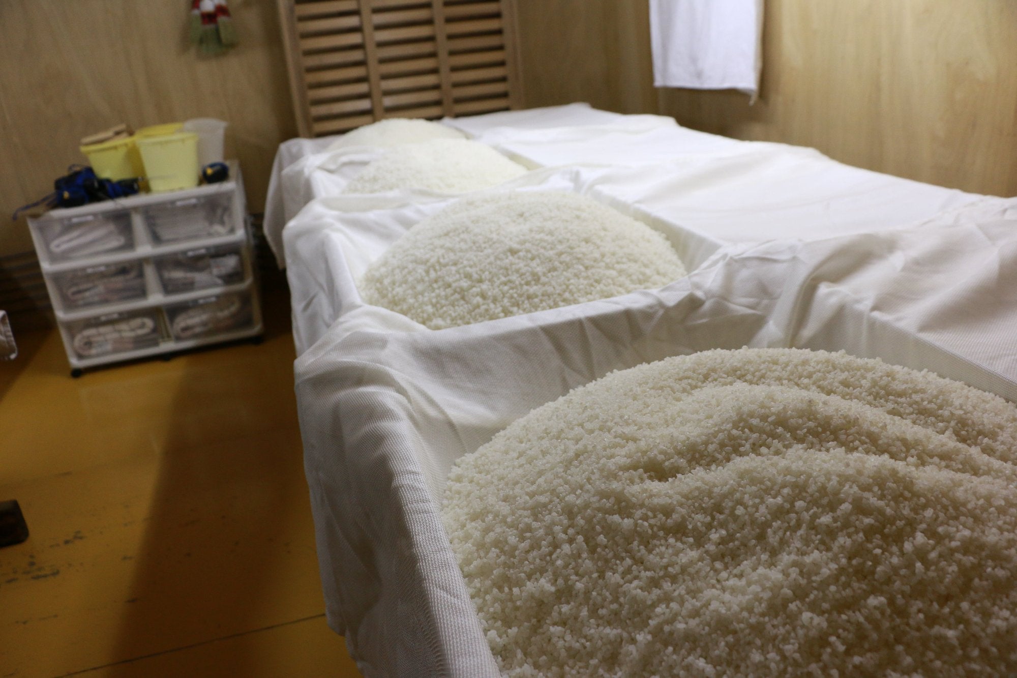 Rice resting in the koji room at Kankoubai Sake Brewery
