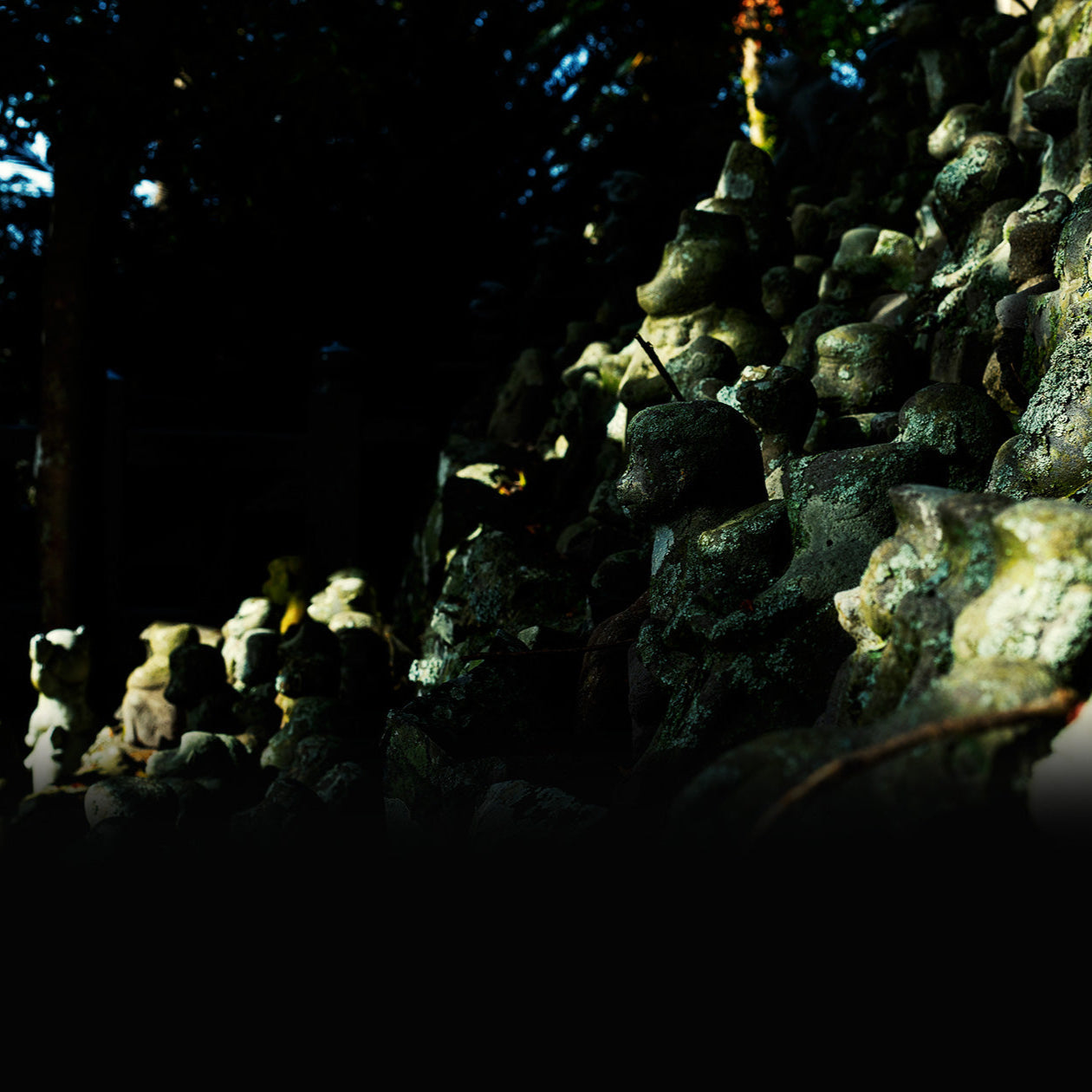 Mossy rocks and forest on Iki Island near the Yokoyama-gura water source